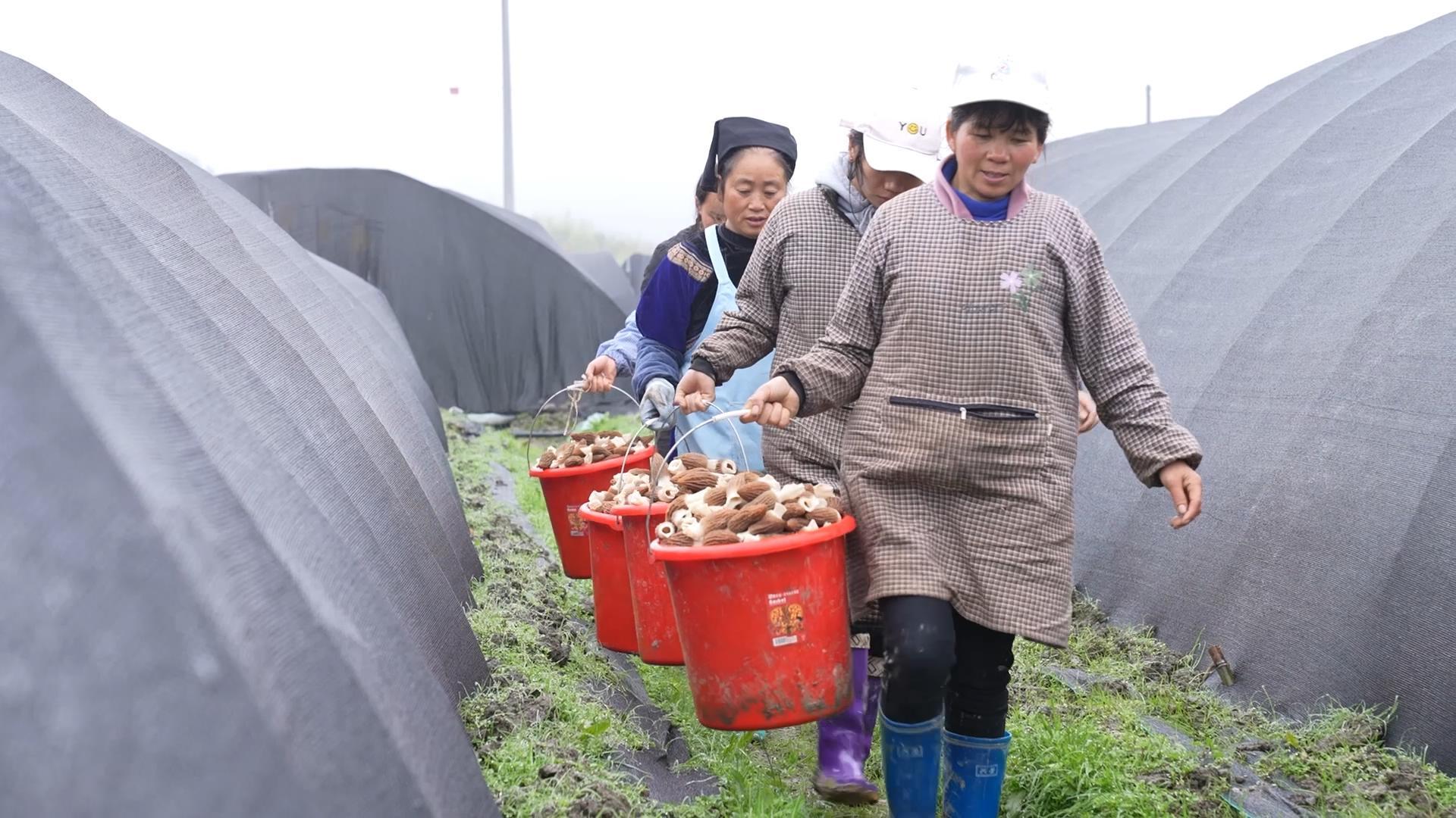 羊肚菌最新价格,羊肚菌最新价格动态及相关市场分析