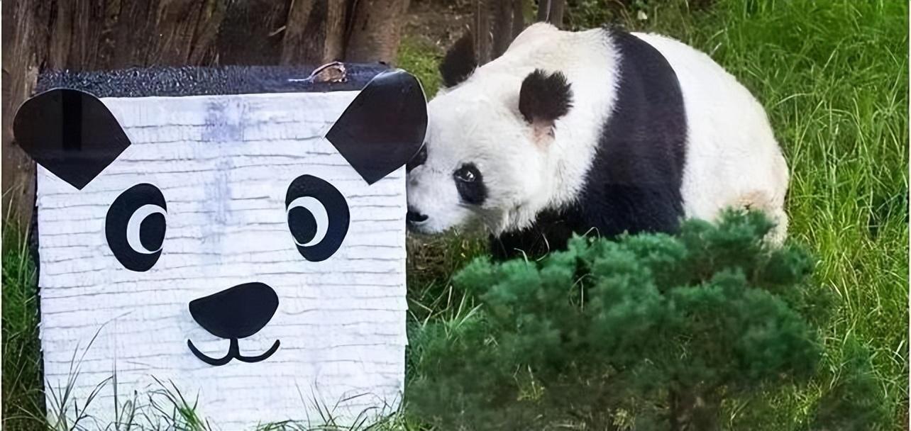 丫丫熊猫最新动态,丫丫熊猫最新动态，探寻其在自然与人文间的和谐共生